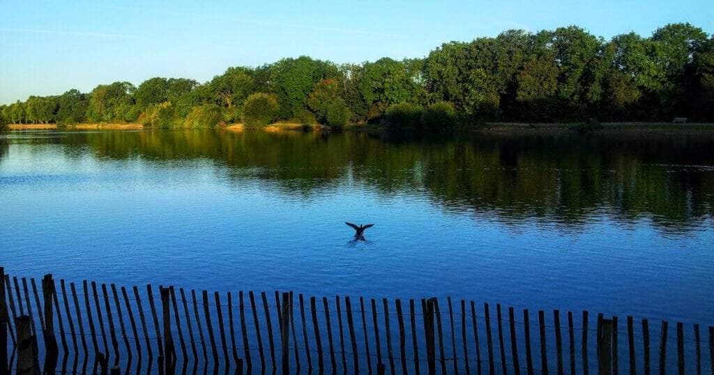 It's very early in the morning. A clear blue ky reflected in the waters of a lake. There's a ragged wooden fence in the foreground. In the background, there's a heavily wooded island with trees glinting in the ring sun. A duck is flying across the water, heading from the shadow of the fence to the sunshine of the island.