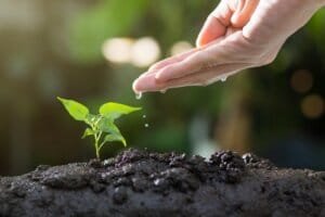 A tiny seed bursting through the soil, being gently watered from the hand in the picture