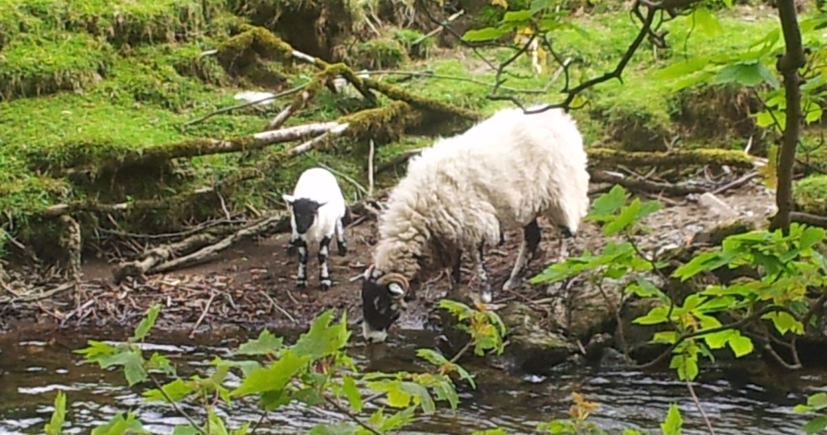 A mother sheep drinking from a leafy stream with a lamb standing behind her, perhaps not ready to join her at the stream's edge yet. Both sheep are white with black faces.
